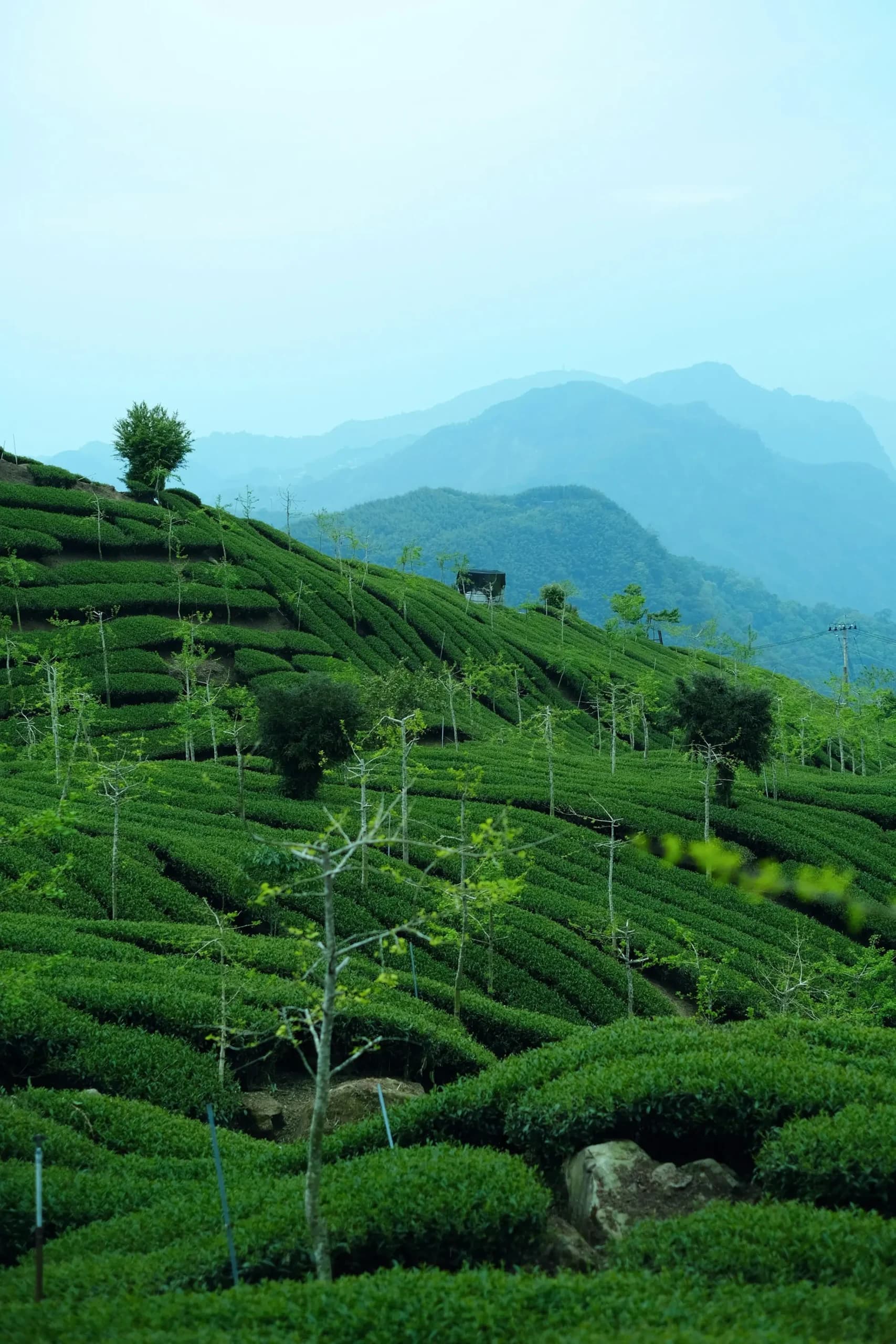 Tea pickers at dawn on the estate