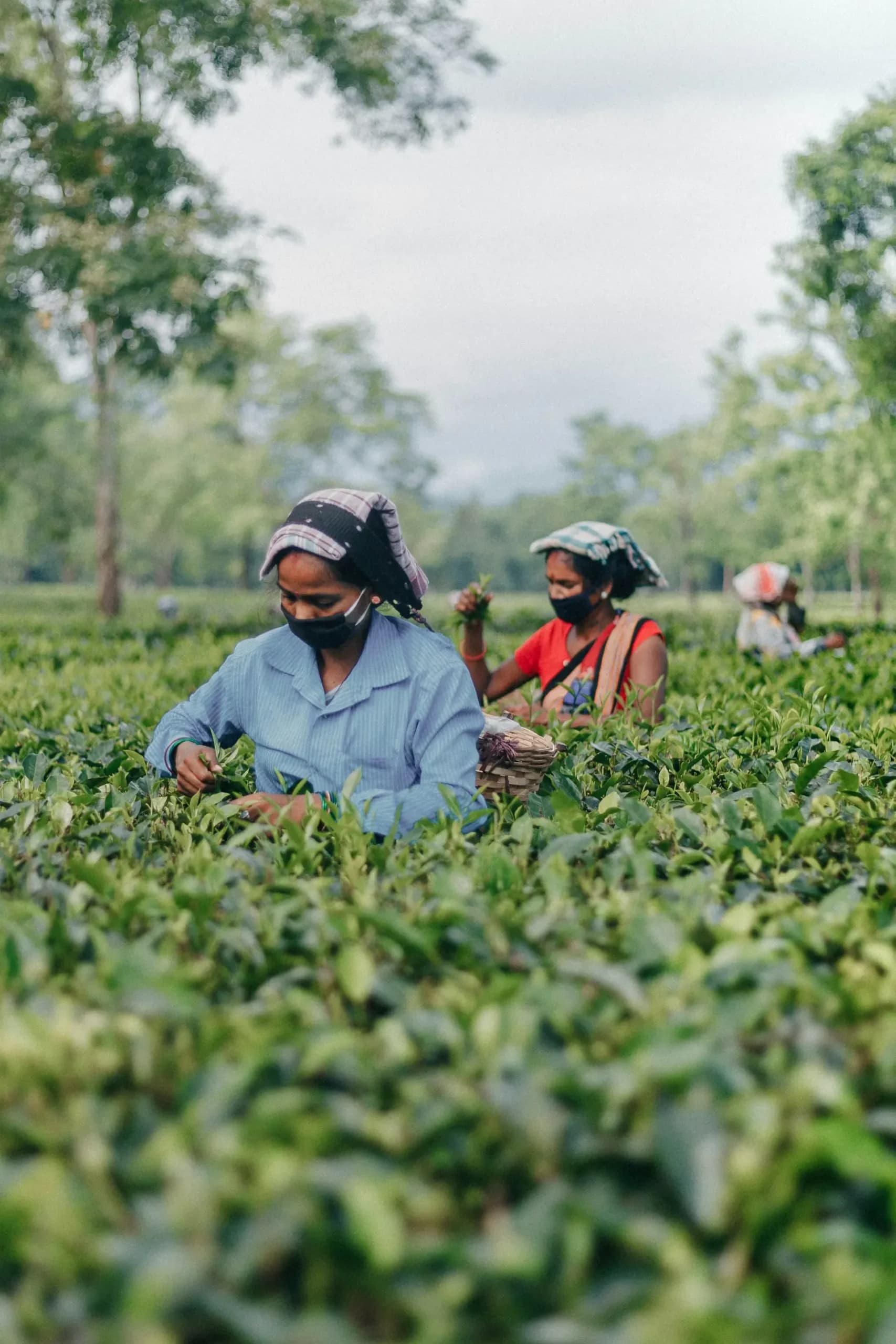 Inside a historic Ceylon tea factory with machinery and workers